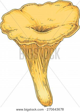 Golden Chanterelle. Edible Mushroom. Hand Drawn Illustration. Isolated Object