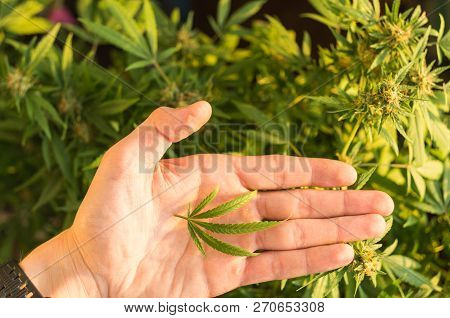 Pentagonal hemp leaf in hand. Harvest hemp. Harvest check.