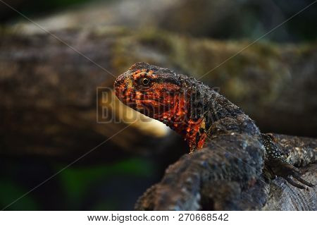 Close Up Portrait Of Chinese Crocodile Lizard (shinisaurus Crocodilurus) On Tree, Looking At Camera,