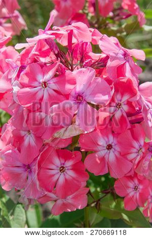 Phlox Paniculata, Autumn Phlox, Perennial Phlox Phlox. Macro Shot Of A Flower. Flowers Asia.