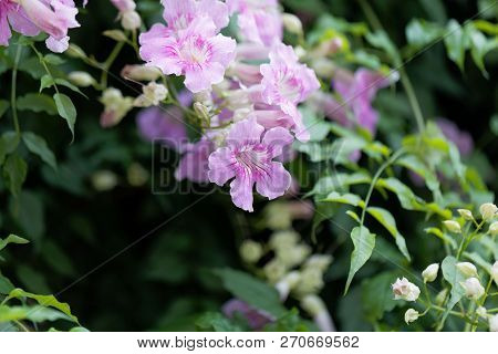 Pink Trumpetflower (podranea Ricasoliana)