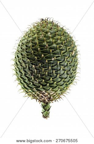 Female Cone Of A Norfolk Island Pine, Or Araucaria Heterophylla, A Conifer Of The Vascular Plants, E