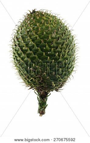 Female Cone Of A Norfolk Island Pine, Or Araucaria Heterophylla, A Conifer Of The Vascular Plants, E