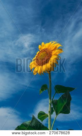 Sunflower Summer Flower Close-up, Against A Background Of Clouds. Agroculture, Harvest.