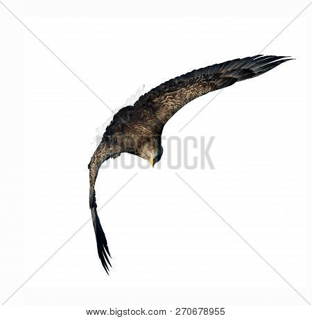 Adult White-tailed Eagles In Flight. Sky Background. Scientific Name: Haliaeetus Albicilla, Also Kno
