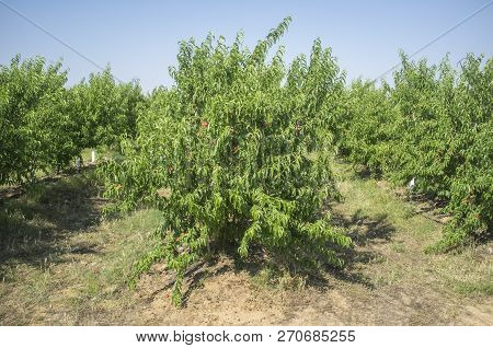 Nectarine Plantation Trees With Fruit Ripening In Midsummer, Badajoz, Spain