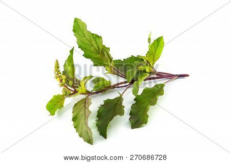 Holy Basil Isolated / Green Leaf Of Holy Basil Isolated On White Background - Ocimum Sanctum Thai Ho