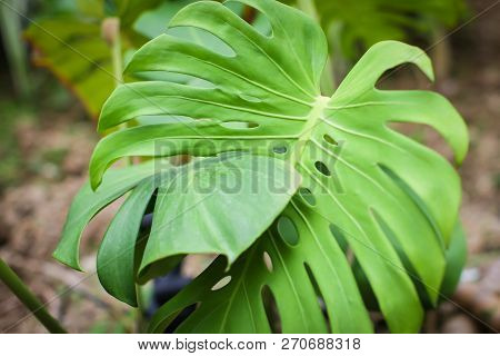 Bright Green Leaves Of Monstera Split-leaf Philodendron Tropical Foliage Plant Growing In Wild. Flor