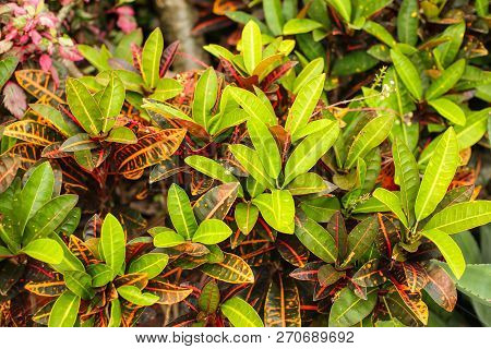 Colorful Croton Leaves Background. Beautyful Natural Backdrop With Croton Plant In Sunny Day At Ptro