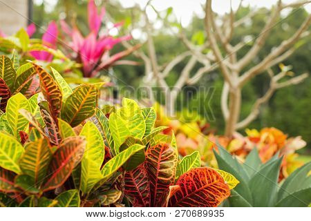 Colorful Croton Leaves Background. Beautyful Natural Backdrop With Croton Plant In Sunny Day At Ptro