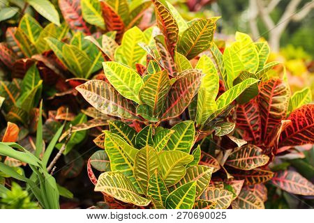 Colorful Croton Leaves Background. Beautyful Natural Backdrop With Croton Plant In Sunny Day At Ptro