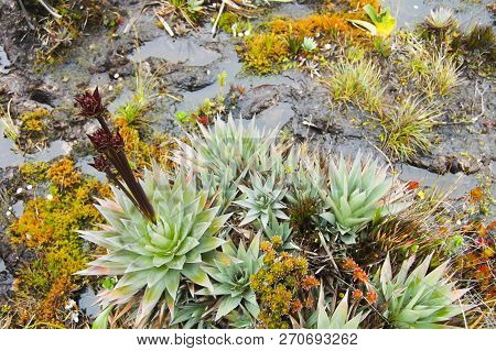 Orectanthe Sceptrum Plant - Roraima - Venezuela