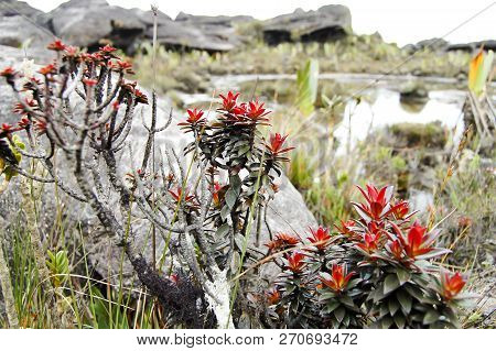 Bonnetia Roraimae Plant On Mount Roraima - Venezuela