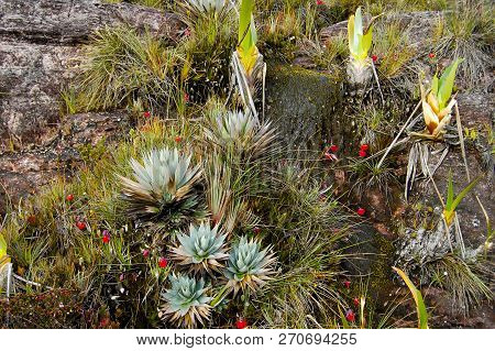 Orectanthe Sceptrum Plants - Roraima - Venezuela