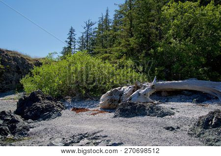 Brilliant Summer Day Highlighting The Greens Of Trees Above Shell Beach On Island In Cuttle Islands,