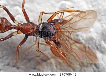 Macro Photography Of Ant Mimic Jumping Spider Biting On Prey On White Floor