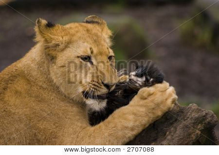 Young Lion