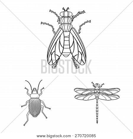 Vector Illustration Of Insect And Fly Logo. Set Of Insect And Element Stock Vector Illustration.