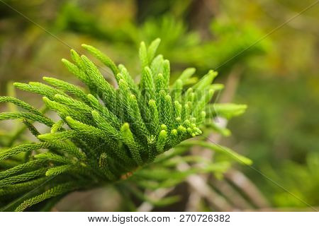 Close Up Araucaria Heterophylla Branch, Beautiful Background, Endemic Plant