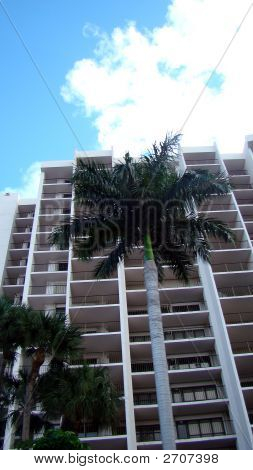 Oceanfront Palm Tree-huoneisto
