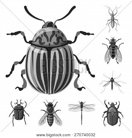 Vector Illustration Of Insect And Fly Icon. Set Of Insect And Element Vector Icon For Stock.