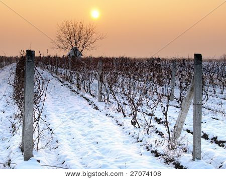 Vignoble Sunset