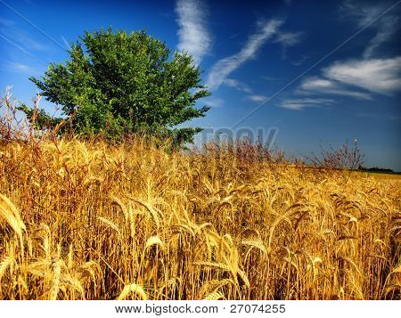 Weizenfeld und Baum