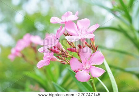 Pink Oleander Flower In The Garden / Close Up Of Pink Sweet Oleander Flower Blooming In The Spring G