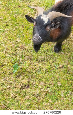 Black White Brown Goat On The Grass In The Garden. Background For The Inscription.