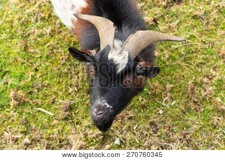 Black White Brown Goat On The Grass In The Garden. Background For The Inscription.