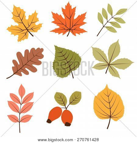 Autumn Leaves Collection Isolated On White Background, Vector Format