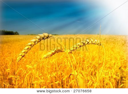 buğday fielf