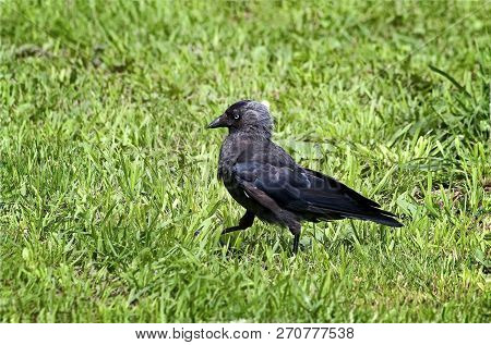 Eurasian Jackdaw (coloeus Monedula).black With Dark Gray Plumage, Shiny Wings And Tail, Relatively S