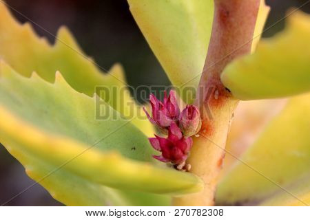 Macro Photo Of Red Bourgeons In Cluster