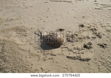 A Horseshoe Crab Lies On A Windswept Beach Along The Atlantic Ocean In The Delaware Seashore State P