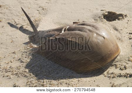 Sand Swrills Around A Beached Horseshoe Crab At A State Park In Bethany Beach Delaware