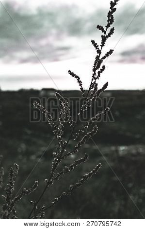 The Photo Is Made In Cold Weather In The Late Fall Of The Beginning Of Winter. The Photo Shows A Fie