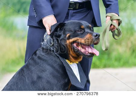 A Large And Strong Dog Rottweiler With A Beautiful Manishka With A Protruding Tongue Stands Next To 