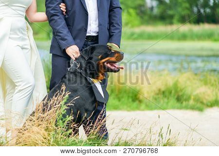 Happy Dog Rottweiler With A Beautiful Shirt On His Neck On A Leash Sitting Next To The Bride And Gro