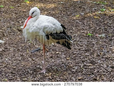A White Stork In Closeup, Wildlife Portrait Of A Migrated Bird From Africa.