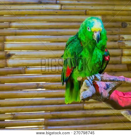 A Green Amazon Parrot In Closeup, A Endangered Tropical Bird.