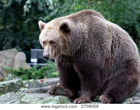 แคนาดาหมีสีน้ำตาล