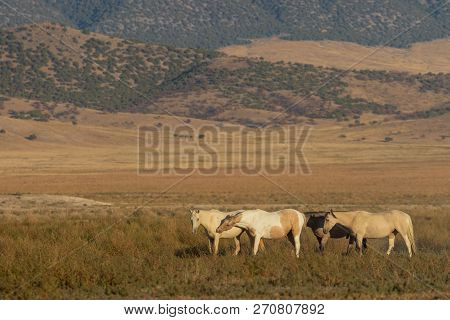 A Herd Of Wild Horses In The Utah Desert