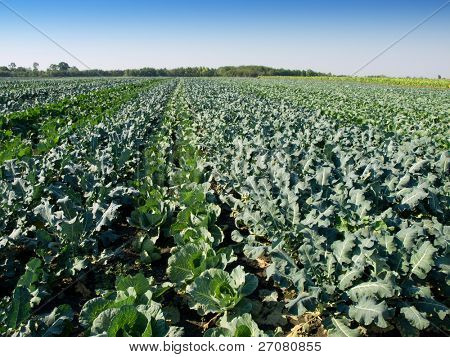 กะหล่ำปลีและ kohlrabi ฟิลด์