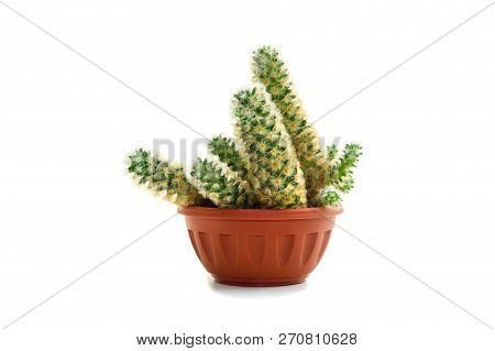 Mammillaria Elongata Cactus Plant In Flower Pot Isolated On White Background