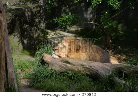 Liegend Löwe 2