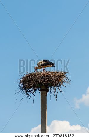White Stork (ciconia Ciconia) In The Nest On The Pole