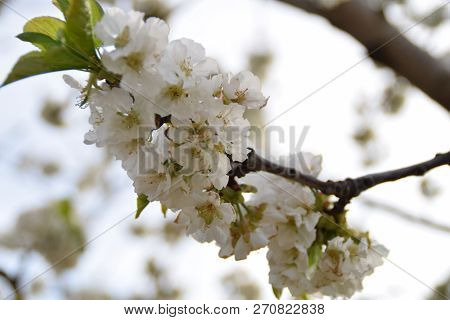Esemble Of White Flowers From A Cherry Tree