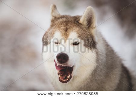Close-up Portrait Of Free Dog Breed Siberian Husky Licking Like A Predator In The Winter Forest. Hus