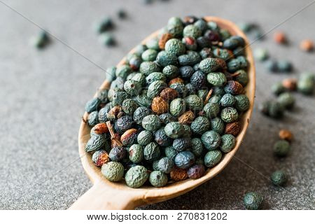 Citlembik / Northern Hackberry Seeds / Terebinth Berry / Celtis Occidentalis